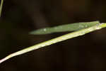 Mudbank crowngrass